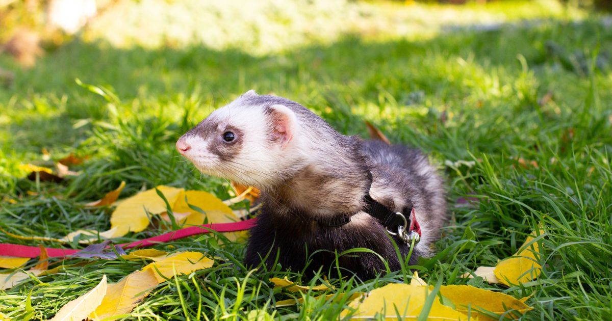 Ferret Poop Guide: 7 Colors That Signal Health Problems