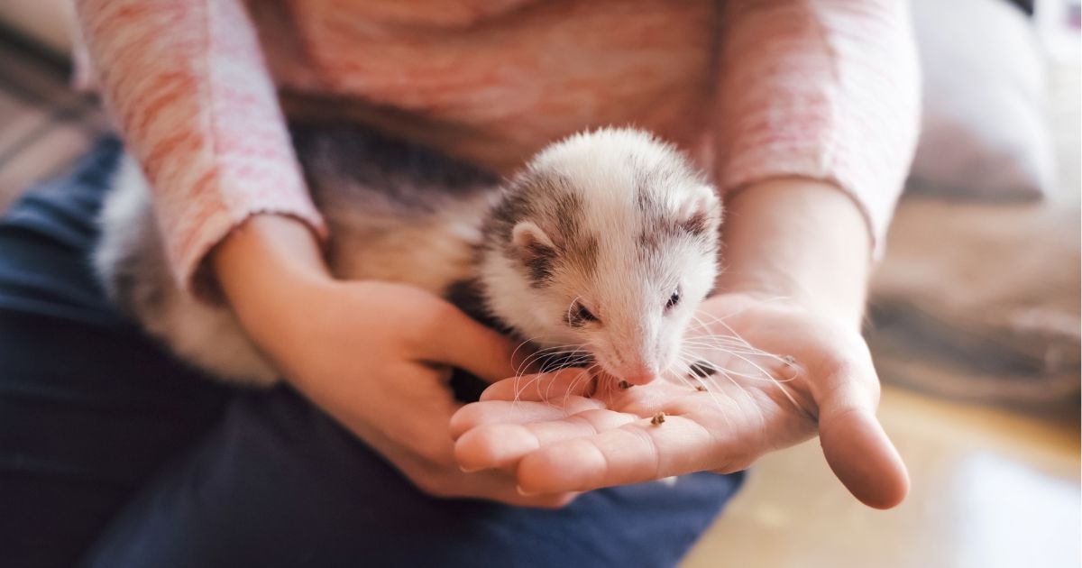 Best Ferret Food 2025: Vet‑Approved High‑Protein Picks
